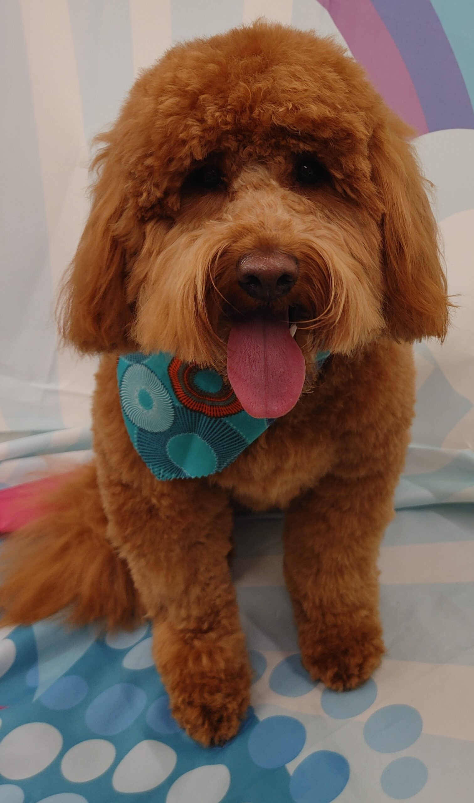 Happy brown cockapoo after his dog grooming appointment on a blue white and purple background.