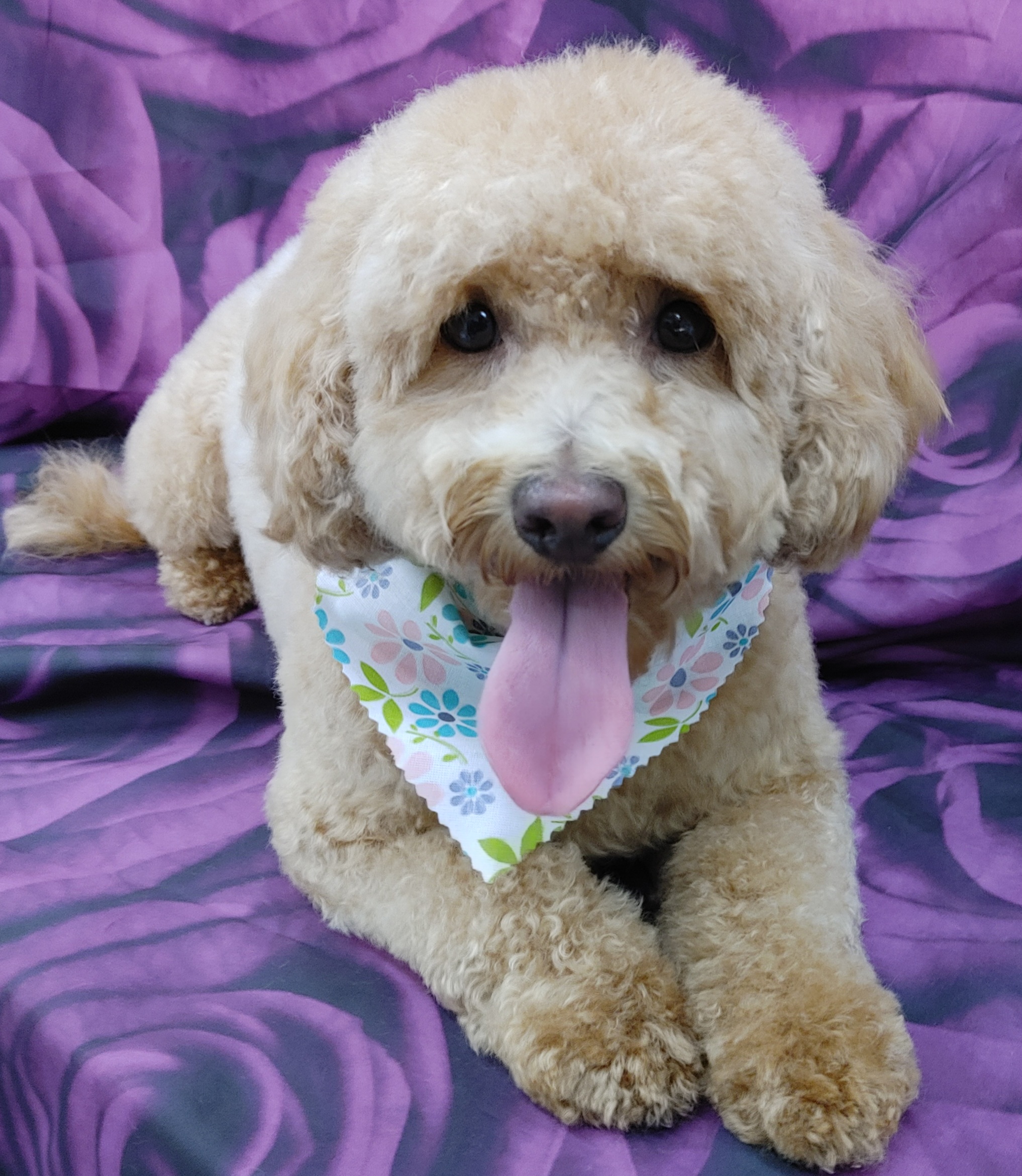 Cavapoo resting on purple and black roses background after grooming, looking clean and happy