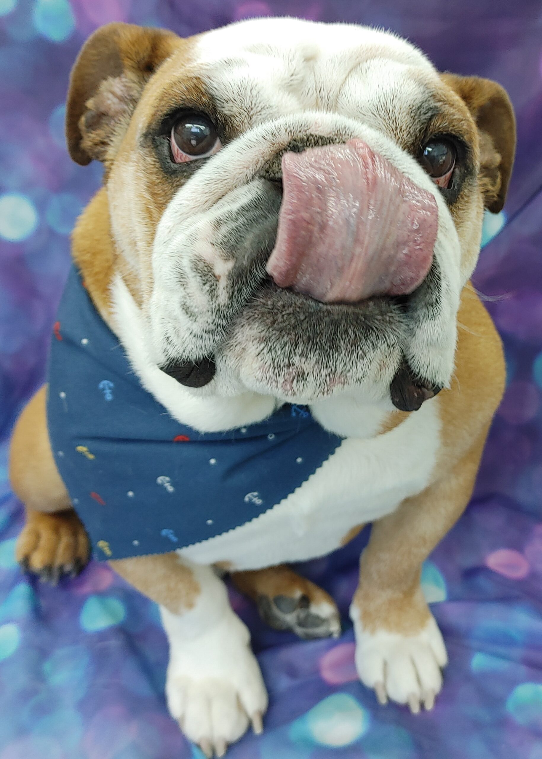 Close-up of a bulldog’s licking his nose and coat brushed to remove excess fur after a bath